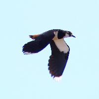 チドリ科 タゲリの飛翔